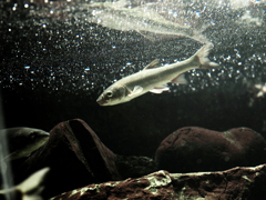 魚