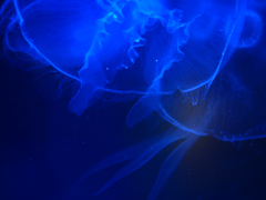 海月