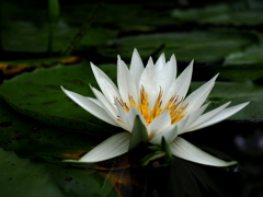 日比谷花壇大船フラワーセンター