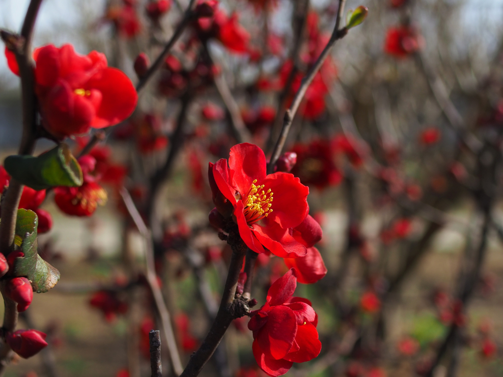 日比谷花壇大船フラワーセンター
