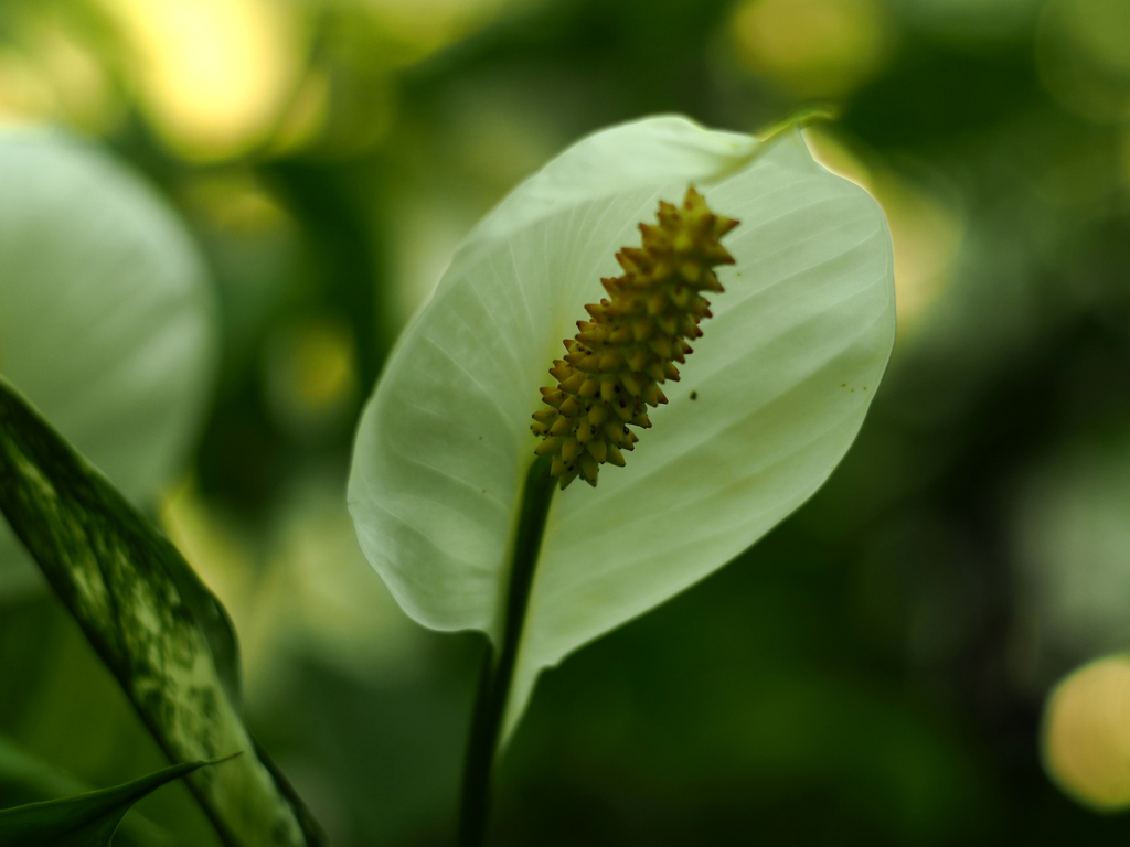 PENTACON50㎜ F1.8 MC