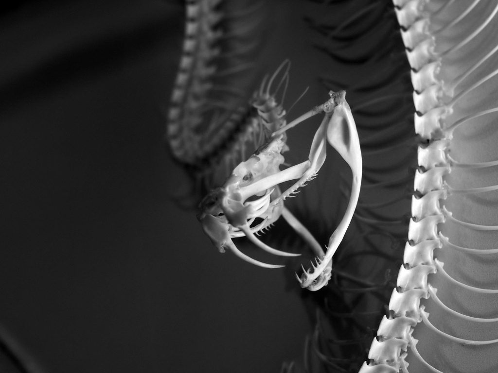 生命の星地球博物館