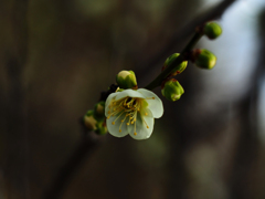 PENTACON50㎜ F1.8 MC