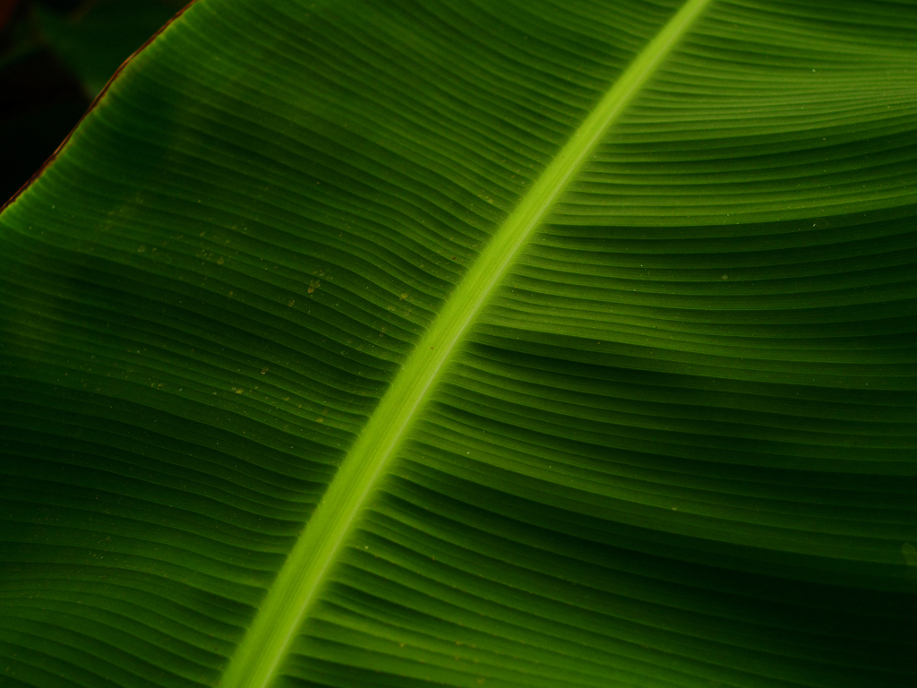 PENTACON50㎜ F1.8 MC