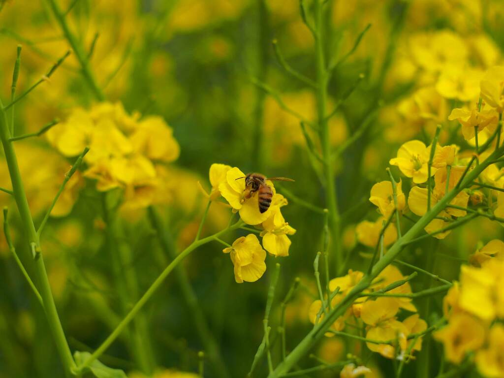 PENTACON50㎜ F1.8 MC