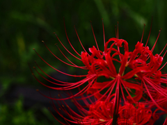 PENTACON50㎜ F1.8 MC