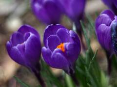 PENTACON50㎜ F1.8 MC