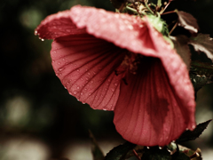 MC Jupiter-9 85mm F2