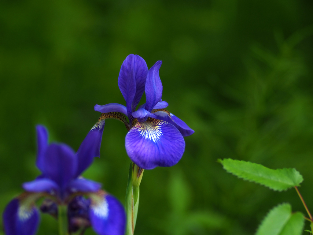 箱根湿生花園