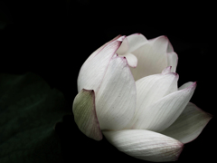 PENTACON50㎜ F1.8 MC