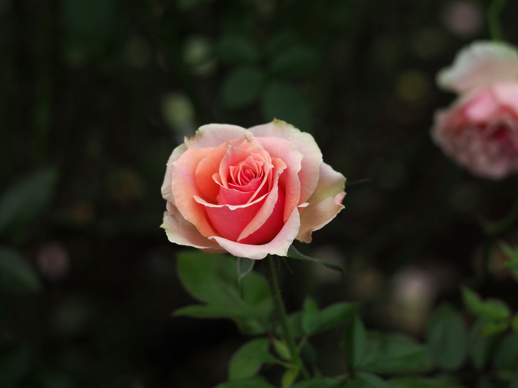 PENTACON50㎜ F1.8 MC