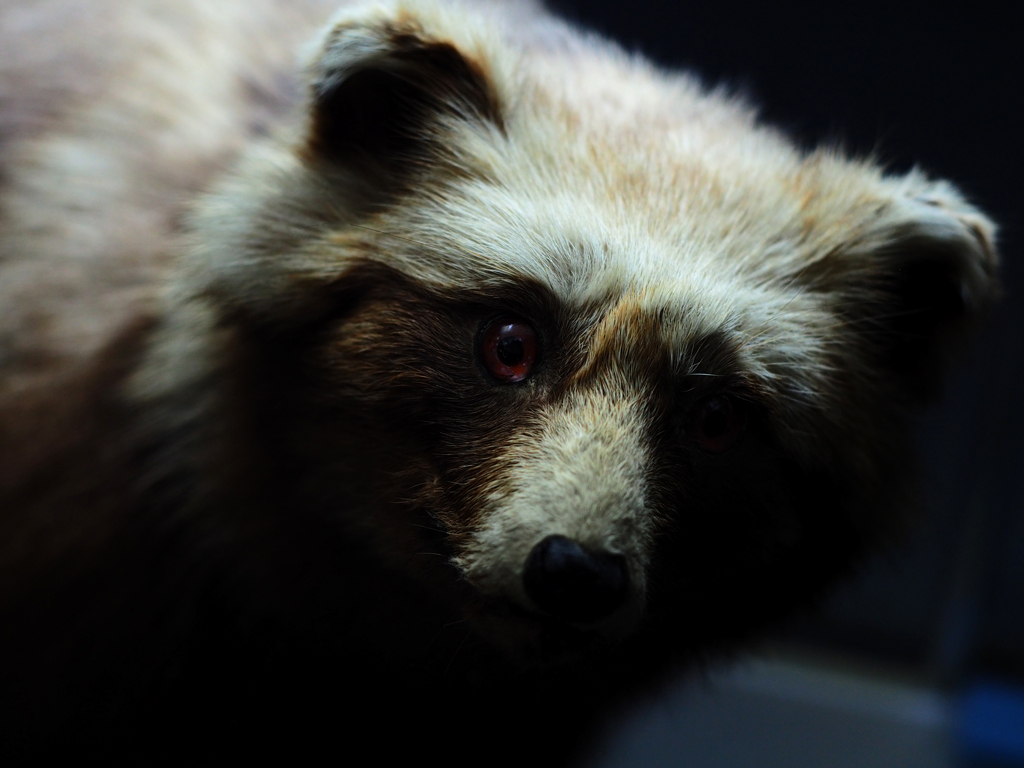 PENTACON50㎜ F1.8 MC