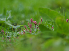 PENTACON 135㎜ F2.8