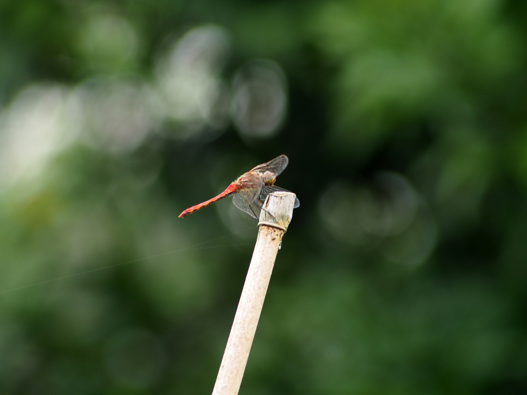 PENTACON 135㎜ F2.8