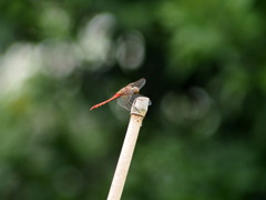 PENTACON 135㎜ F2.8