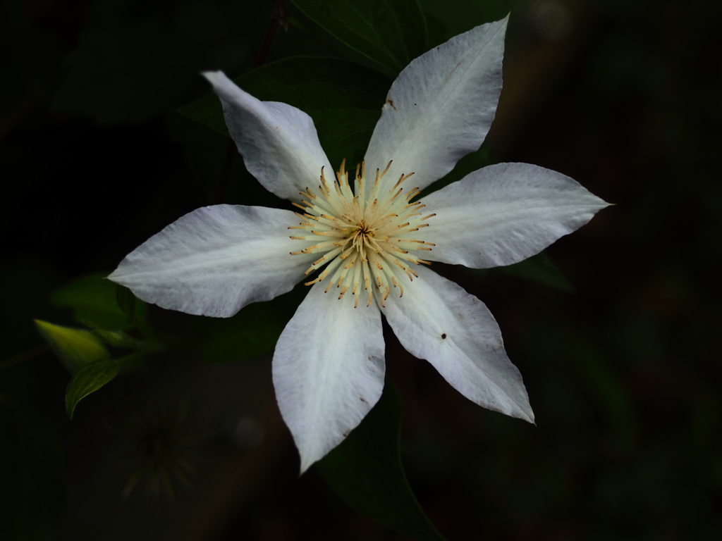 Flektogon35㎜ F2.4 MC M42マウント