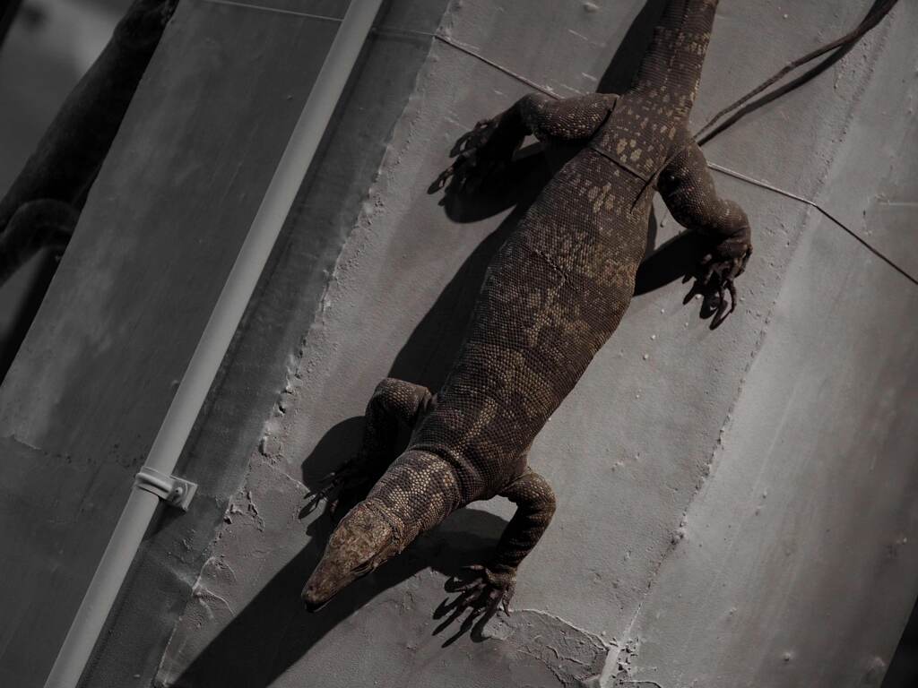ミズオオトカゲ