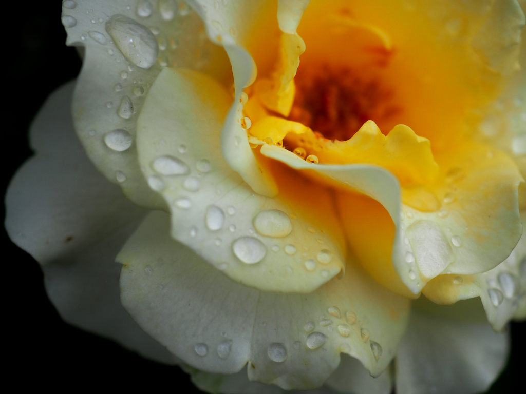 日比谷花壇大船フラワーセンター