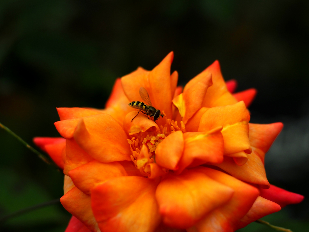 PENTACON50㎜ F1.8 MC