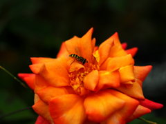 PENTACON50㎜ F1.8 MC