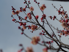PENTACON50㎜ F1.8 MC