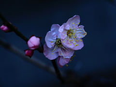 PENTACON50㎜ F1.8 MC