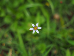 PENTACON50㎜ F1.8 MC