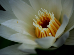 日比谷花壇大船フラワーセンター