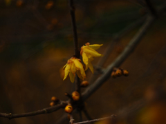 Flektogon35㎜ F2.8 エキザクタマウント