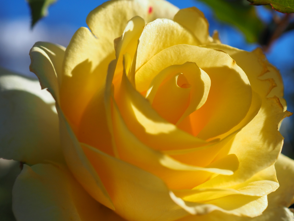 Yellow Rose