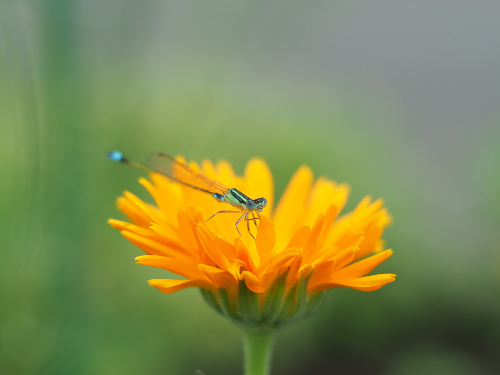 PENTACON 50㎜ F1.8 MC