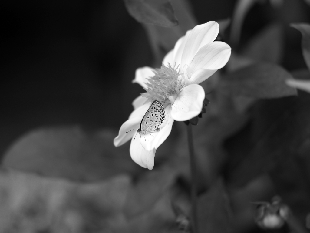 日比谷花壇大船フラワーセンター