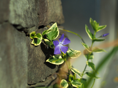 PENTACON50㎜ F1.8 MC