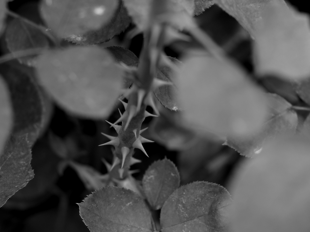 日比谷花壇大船フラワーセンター