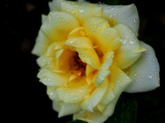 日比谷花壇大船フラワーセンター