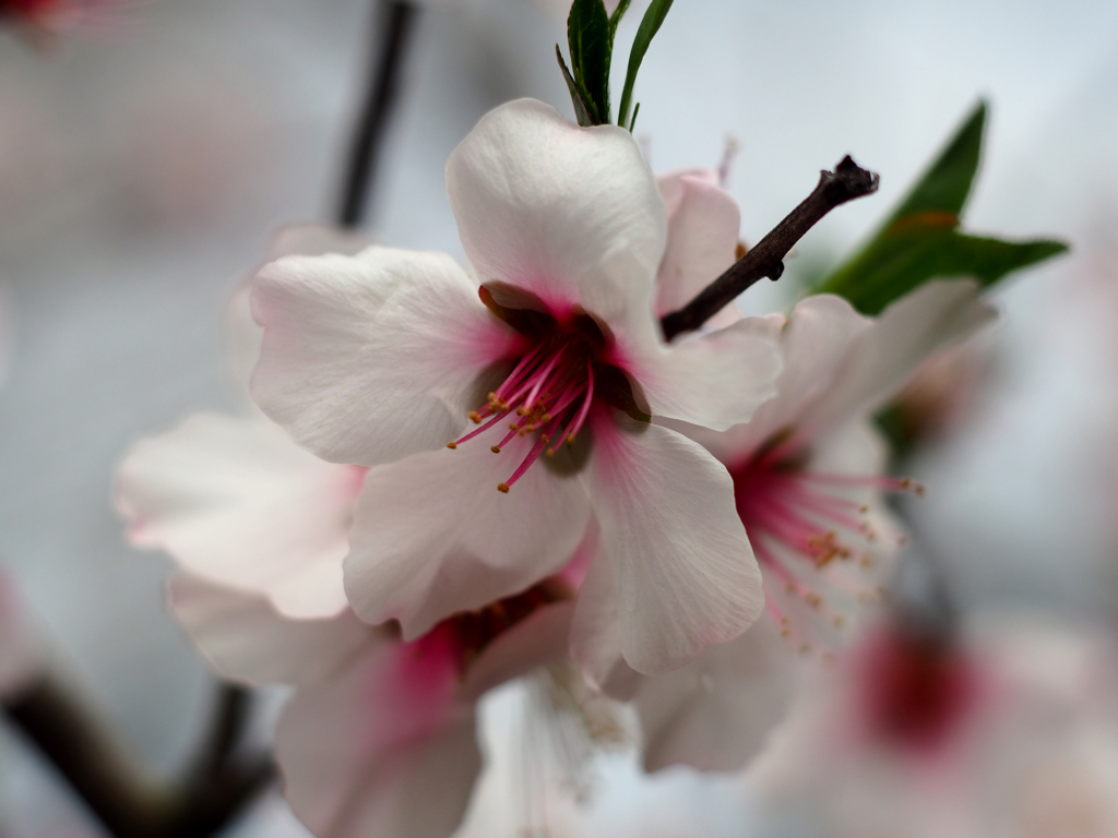 PENTACON50㎜ F1.8 MC