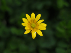 PENTACON50㎜ F1.8 MC