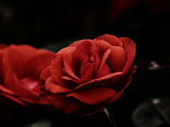 Sonnar135㎜ F4 エキザクタマウント