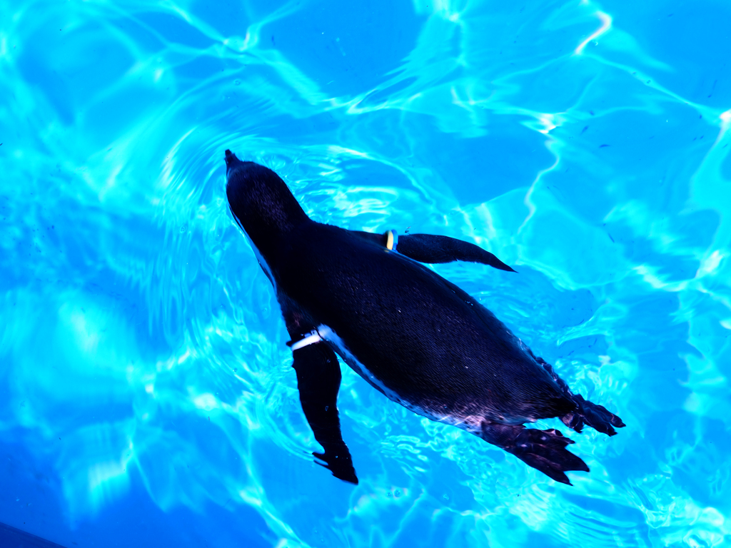 ペンギン