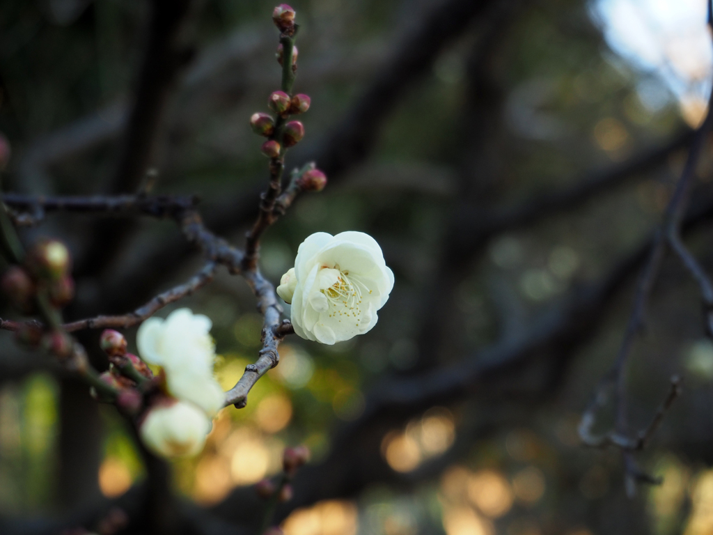 日比谷花壇大船フラワーセンター