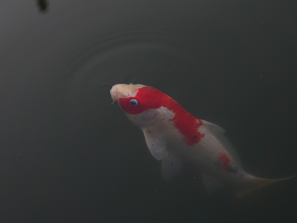 鯉