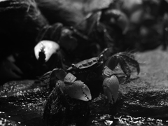 PENTACON50㎜ F1.8 MC