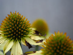 日比谷花壇大船フラワーセンター