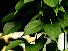 Sonnar135㎜ F4 エキザクタマウント