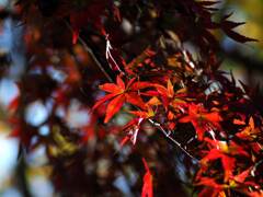 紅葉