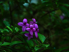 PENTACON135㎜ F2.8