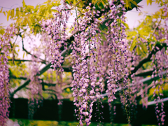 PENTACON50㎜ F1.8 MC