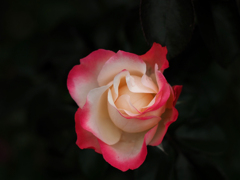 PENTACON 50㎜ F1.8 MC