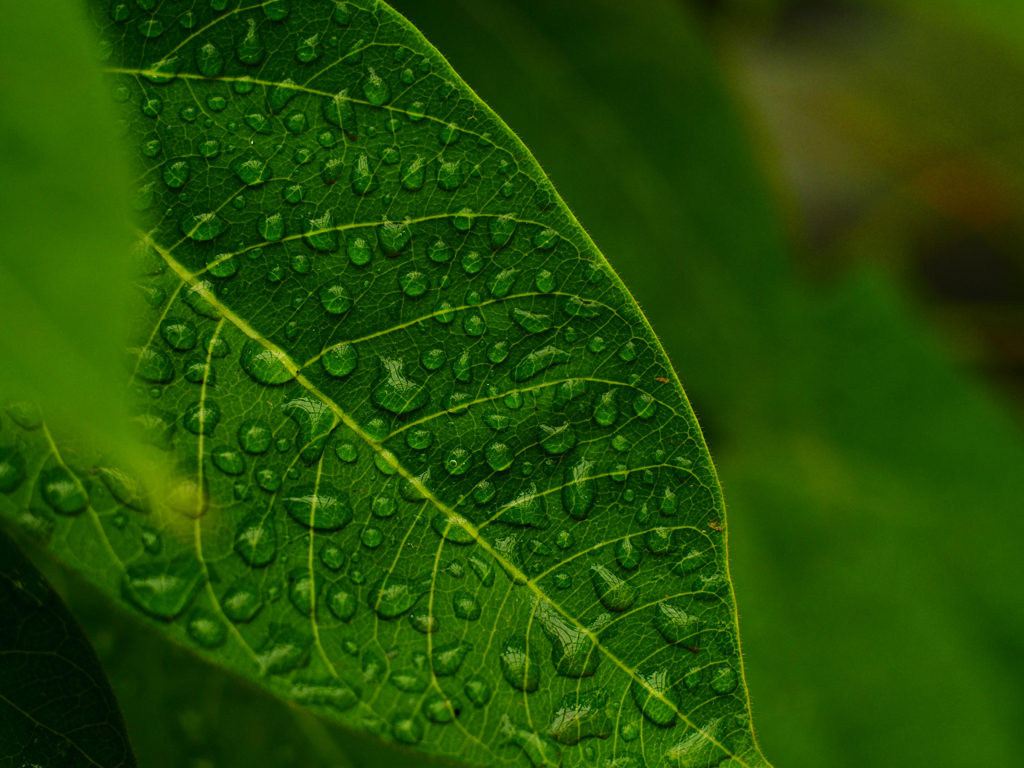 PENTACON50㎜ F1.8 MC