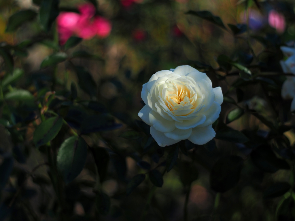 PENTACON50㎜ F1.8 MC